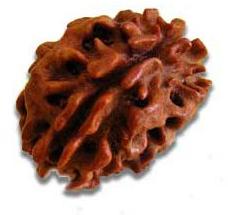 Rudraksha Beads