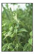 Achyranthes Aspera Herbs