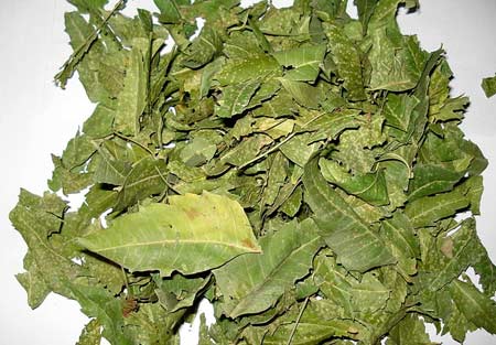 Azadirachta Indica Leaves
