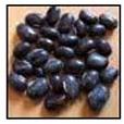 Mucuna Pruriens Seeds