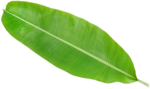 Banana Leaf Manufacturer & Manufacturer from, India | ID - 1616095