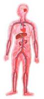 Human Body Circulatory System