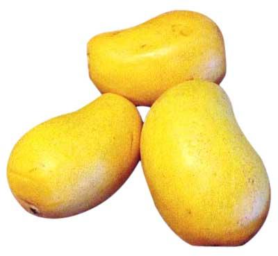 Safeda Mango