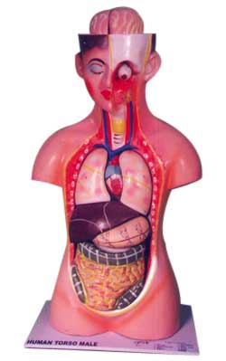 Human Torso Model