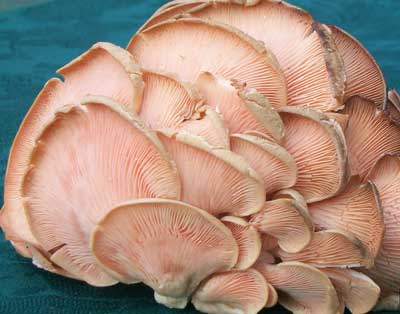 Fresh Oyster Mushroom 01
