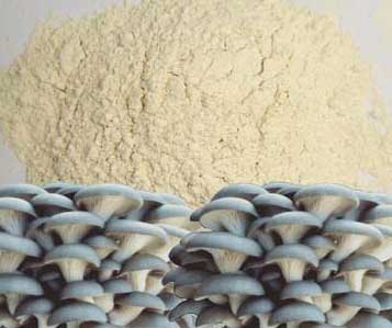 mushroom powder