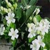 Fresh Jasmine Flowers, for Decorative, Occasion : Birthday, Party, Weddings
