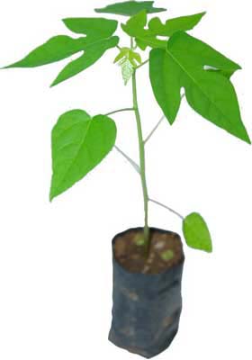Papaya Seedling (Madhur)