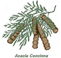 Acacia Concinna (Babool pods)
