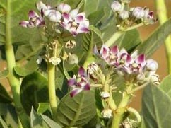 Calotropis Gigantea (Aak Dry Flower)