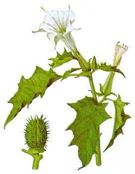 Datura Metel (Datura Panchnag)