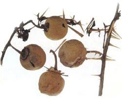 Solanum Xanthocarpum (Kantkari Panchnag), Taste : Bitter