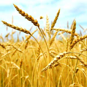 Wheat grain