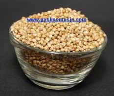 coriander seeds