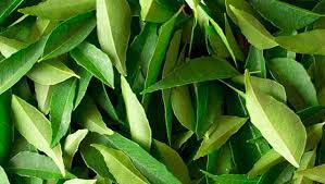 Fresh Curry Leaves