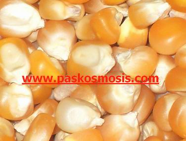 Yellow corn, for animal feed, human consumption