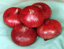 Organic fresh red onion, for Cooking, Packaging Type : Jute Bags, Net Bag