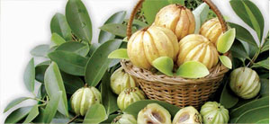 Garcinia Cambogia  Extract