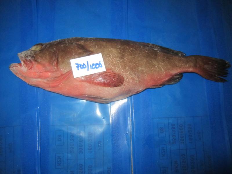 Ree Fcod Fish, Grouper Fish