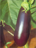 Brinjal