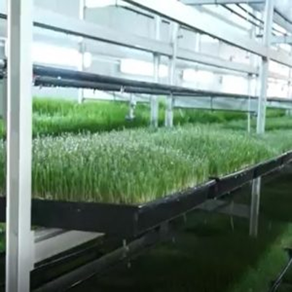 Hydroponic Sprout Barley Wheatgrass Corn alfalfa germination chamber