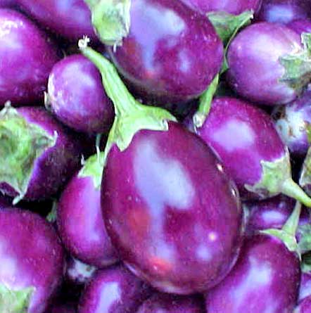 fresh brinjal