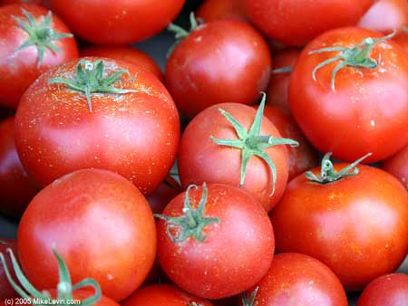 fresh tomatoes