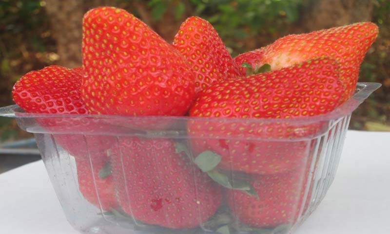 Fresh Strawberry