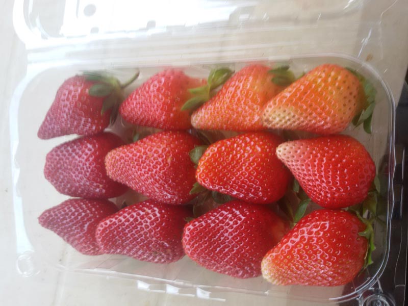 STRAWEBRRY FROZEN & IQF PROCCESED FRUITS