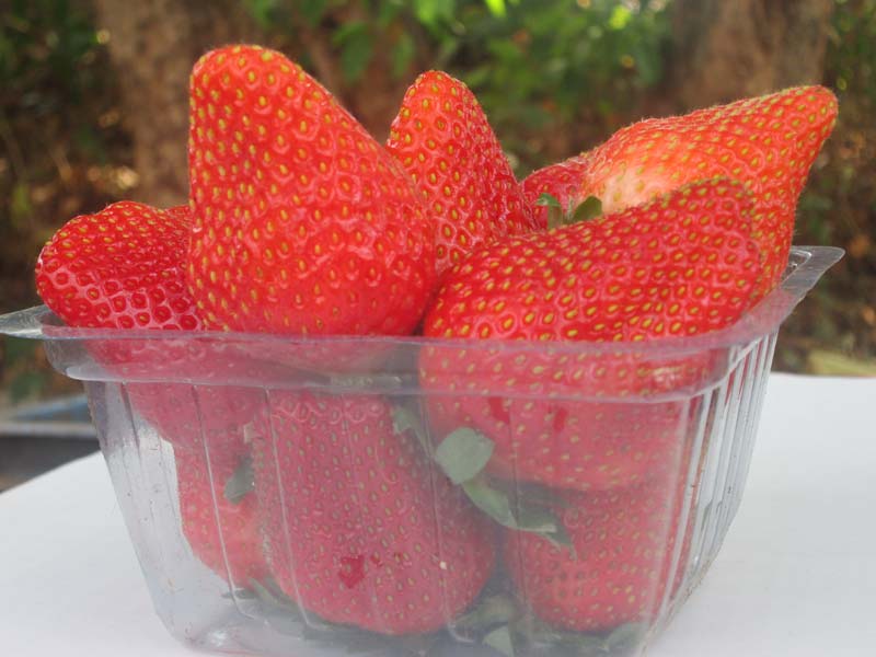 STRAWEBRRY FRESH  FRUITS EXPORT QUALITY