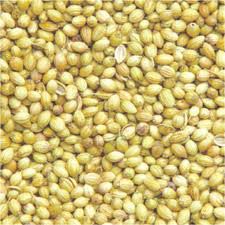 coriander seeds