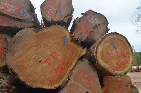 Wooden Logs at Rs 500/cubic feet, Timber Logs in Vapi