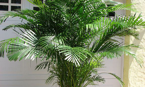 areca palm care india