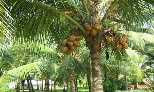 Coconut Plants by The Indian Nursery, Coconut Plants from Hooghly West ...