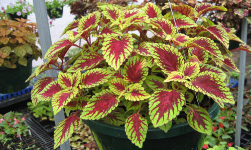 Coleus Plant