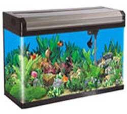 Aquarium Bowl at Rs 1500/piece, Glass Fish Bowl in Hyderabad