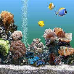 Seawater Aquarium