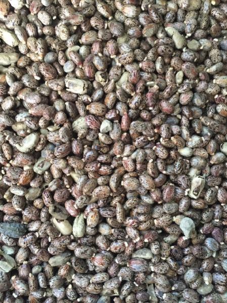 castor seeds
