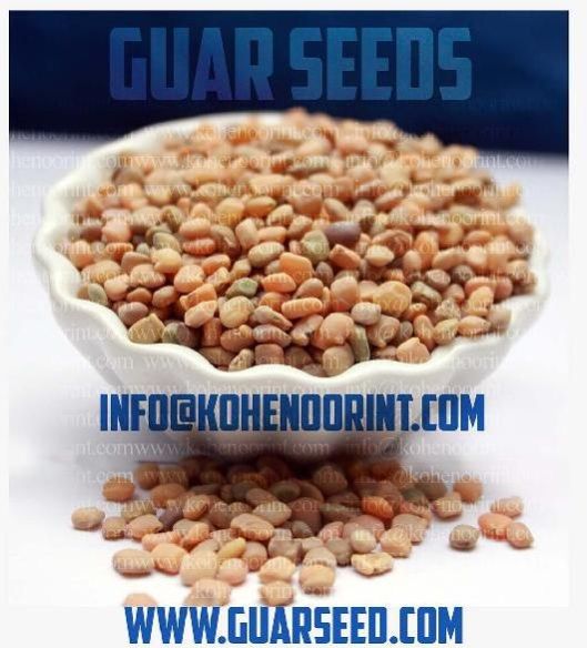 guar seeds