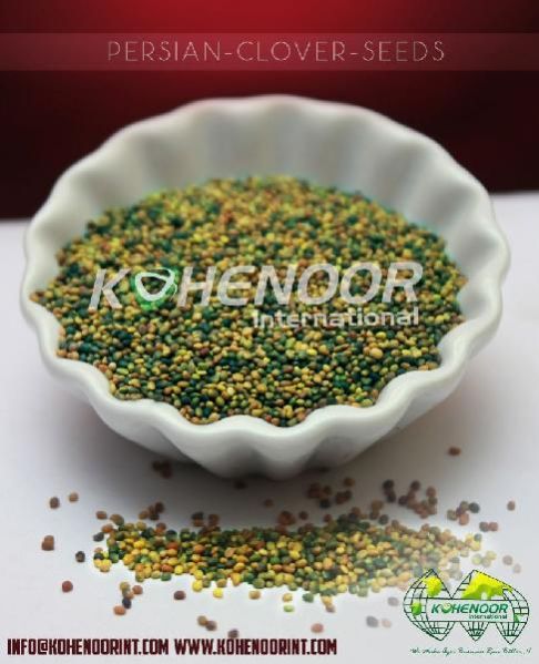 Persian Clover Seeds