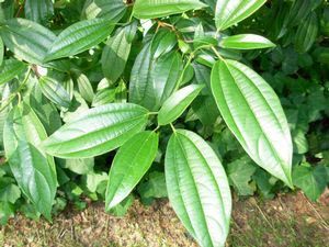 Cinnamon Leaf Oil
