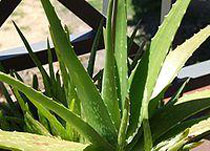 ऐलोवेरा Vegetables Aloe Vera Leaves