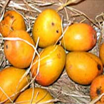 alphonso mango