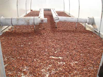 Fermented Cocoa Beans
