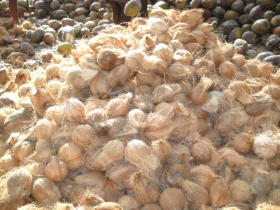 Mature Coconuts