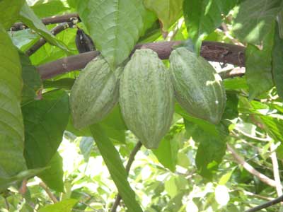 Unfermented Cocoa Beans