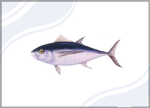 Big Eye Tuna Thunnus obesus