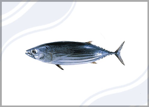 Skipjack Tuna Katsuwonus pelamis