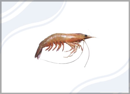 White Prawn Penaeus Indicus