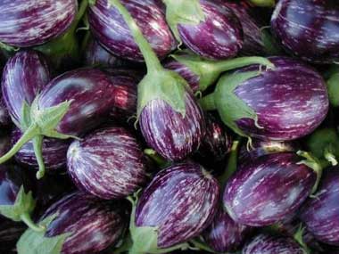 Fresh Brinjal